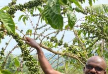 New Project Aims to Leverage Green Carbon Finance for Improved Agronomy in Smallholder Coffee Systems in Uganda