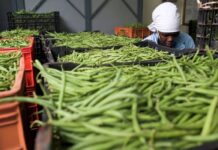 Industry leaders express great hope in horticulture sector performance in Kenya