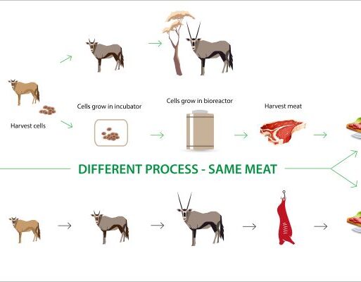 MogaleMeat-diagram conventional vs cell-culture meat (002)