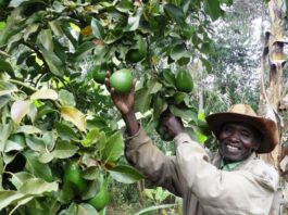 Fruit trees emerging as key tools for climate change mitigation in Kenya, study shows