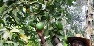 Fruit trees emerging as key tools for climate change mitigation in Kenya, study shows