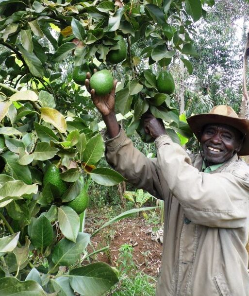 Muia Kusenga in his avocado farm in Machakos County Kenya (002)