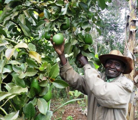 Fruit trees emerging as key tools for climate change mitigation in Kenya, study shows