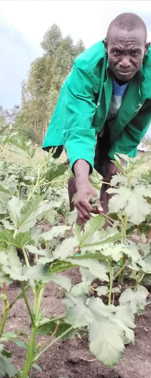 Paul Otieno at his okra farm. The farmer harvests over 12 tonnes of the vegetable per season_ (002)