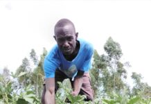 Kenyan okra farmer finds lucrative market in South Sudan thanks to value addition