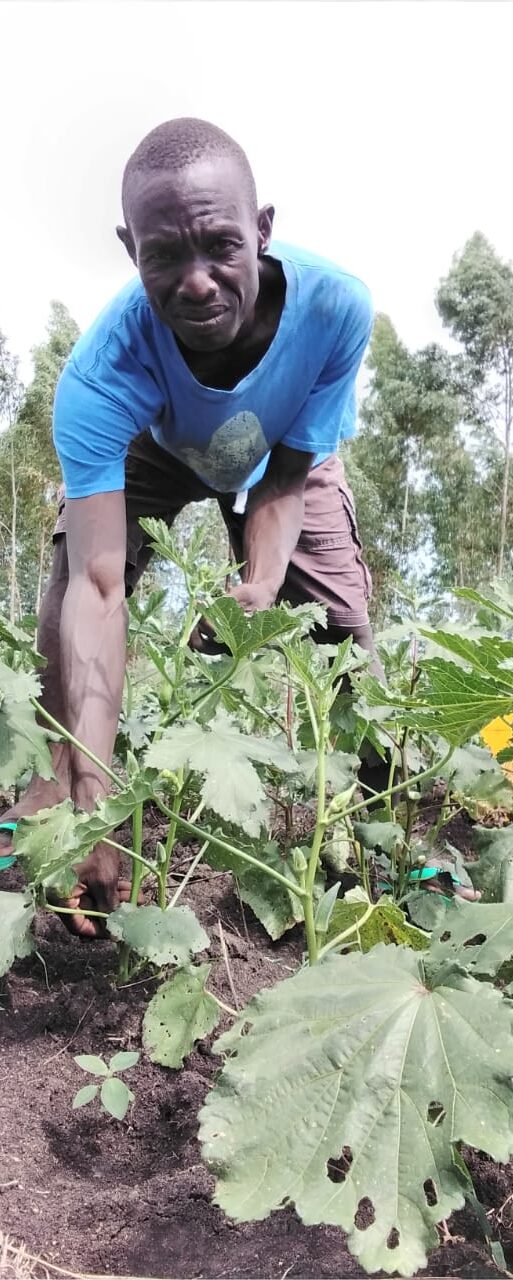 Paul Otieno harvesting at his okra farm. The farmer harvests over 12 tonnes of the vegetable per season_ (002)