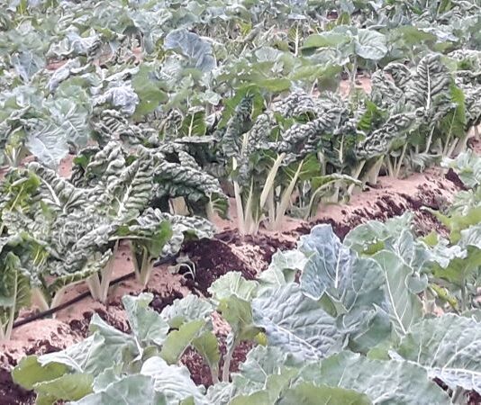 How Israel training inspires Kenyan youth into building agribusiness powerhouse