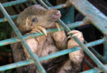 Pangolins Not Medicine: Raising Awareness for the World’s Most Trafficked Mammal