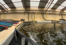 Rwanda to invest $16 million to boost fish farming