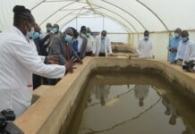 Kenya develops new tilapia breed to meet increasing market demand