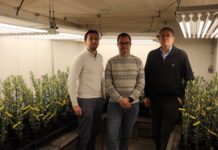 A study analyzes the relationship between olive roots and Verticillium wilt