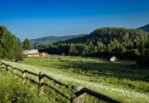How to Make Use of Trees on Your Farm