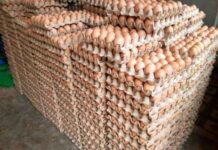 Uganda to continue supplying cheaper eggs to Kenya as cost of production lowers
