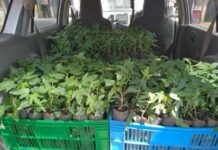 Western Kenya farmers find soft landing in pawpaw production after sugarcane woes