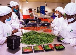 Kenya secures Chinese market access for dried chillies, opening new export opportunities