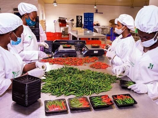 Kenya secures Chinese market access for dried chillies, opening new export opportunities