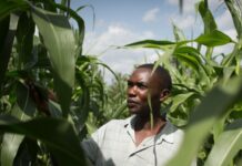 The 2023 African Plant Nutrition Graduate Student Scholar Award Program is Now Accepting Applications
