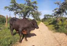 South African gene technology: we’ve only seen the tip of the iceberg