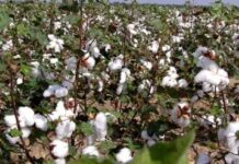 Kenya devices strategies to revive cotton farming in key growing areas
