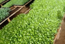 Kenyan graduate finds sustenance in raising seedlings after wrestling life from grip of alcohol addiction