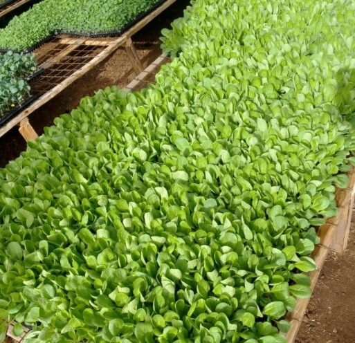 Anthony Kiptoo’s seedlings nursery (002)
