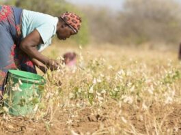 Extreme heat threatens Africa’s farmers and food production, FAO-WMO report warns