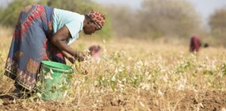 Extreme heat threatens Africa’s farmers and food production, FAO-WMO report warns