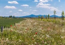 DLG joining “ConservES” project for research on biodiversity in intensive farmland