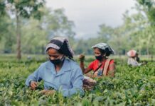 Family Farmers in Kenya Replace Expensive Fertilizer with Cover Crops; aka, “Green Manure”