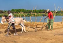 IFAD loan of 5 million euros to Mauritania to help strengthen the resilience of marginalized rural populations