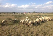 Satellite Technology to Help Farmers Optimise Livestock Grazing and Cut Emissions in Africa