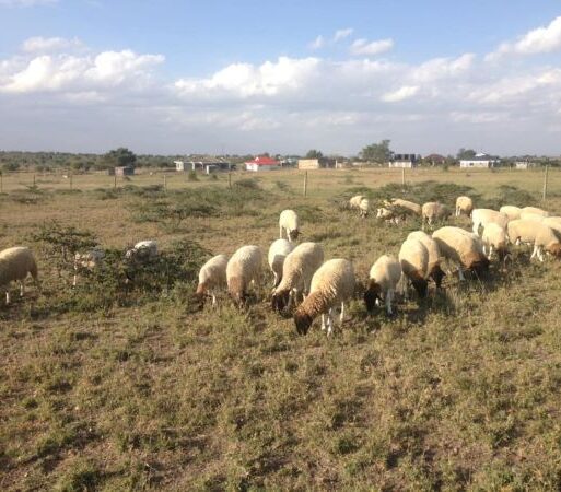 Dorper sheep grazing at a ranch in Kenya. The sheepis resilient to adverse weather conditions and retain its body weight even during drought (002)