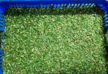 Frozen vegetable producer Douyuan Food Co. increases capacity and product quality with TOMRA sorters