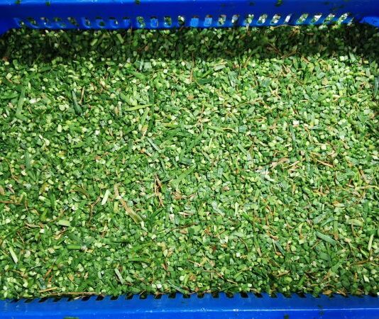 Frozen vegetable producer Douyuan Food Co. increases capacity and product quality with TOMRA sorters