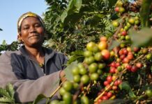 Kenya Races to Meet EU Deforestation Regulation Deadline for Coffee Exports