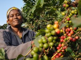 Closing the Credit Gap for Africa’s Coffee Farmers is Not Charity – It’s Smart Business