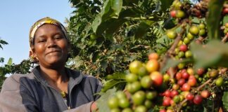 Closing the Credit Gap for Africa’s Coffee Farmers is Not Charity – It’s Smart Business