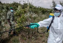 Boosting Desert Locust control capacities in Eastern Africa