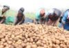 CIP, Crop Trust launch new phase to develop climate-resilient potato varieties in Kenya