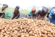 Kenya to Host 13th World Potato Congress in 2026, Spotlighting Africa’s Role in Global Food Security