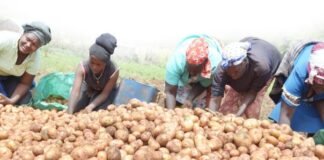 CIP, Crop Trust launch new phase to develop climate-resilient potato varieties in Kenya