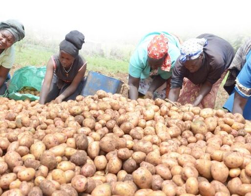 Farmers in Nyeri County Kenya aggrigating their potato for market. Potato is the second most cultivated crop in Kenya with cultivation largely focused in highland r (002)