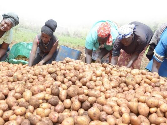 CIP, Crop Trust launch new phase to develop climate-resilient potato varieties in Kenya