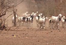 New Study Underscores Benefits of Machine Learning to Forecast Shifts in Livestock Carrying Capacity Across East Africa