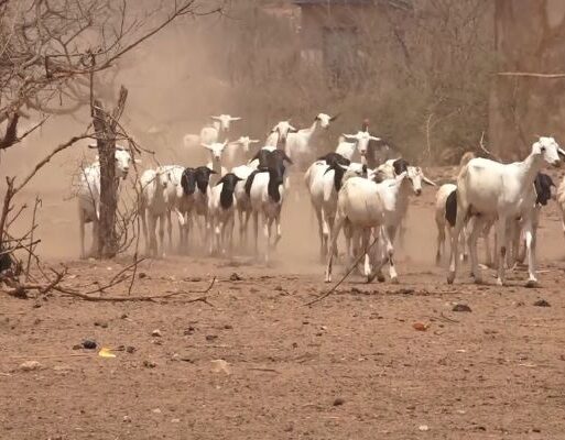 Goats belonging to a farmer in Kajiado Kenya. The country’s livestock farmers are some of the hard hit by the ongoing drought_ (002)