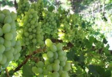 South African Table Grape Industry celebrates 2022/23 China campaign launch