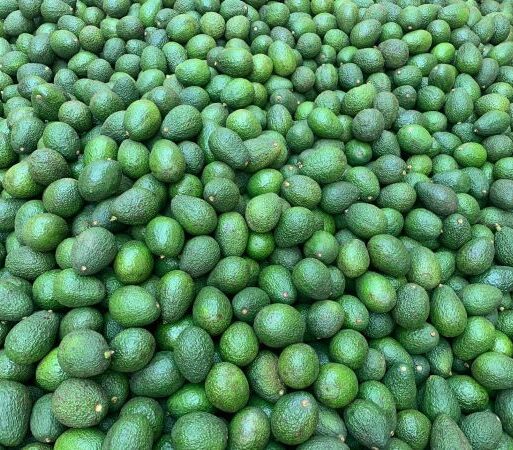 Harvested avocado fruits in Rwanda. The country is an emerging country in the international agricultural market due to ts good climate and governmant support to the (002)