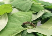 Agriculture needs fresh approach to tackle growing problem of insect resistance to biopesticides, new analysis finds