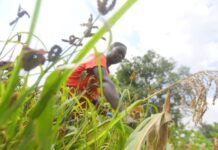 Kenya Selects Finger Millet and Amaranth as Strategy Crops for Securing Food Diversity and Nutrition