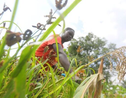 Kenyan farmer harvesting finger millet. It is one of the underutilised crops that Kenya is promoting their cultivation_ (002)